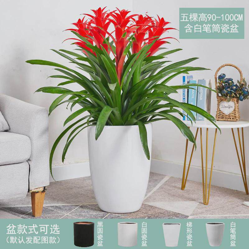 红运当头绿植盆景真花客厅室内大型大电视柜旁家养花卉植物寓意好