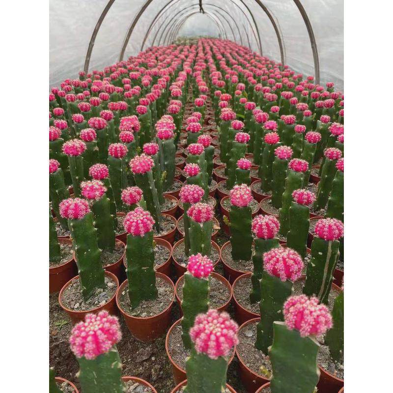 【基地直供】室内小盆栽胭脂多肉植物仙人球盆栽花卉牡丹