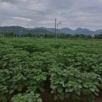 厂家供应苎麻原料麻线麻线手工编织原料编织麻线原料辅料苎麻绳