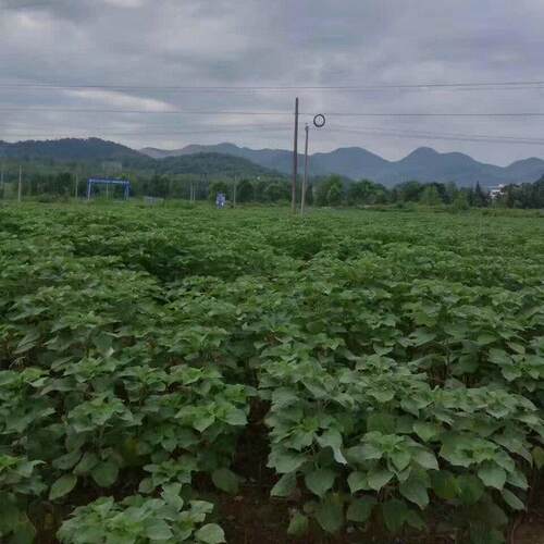 厂家供应苎麻原料麻线手工编织苎麻原料编织麻线原料辅料麻线绳