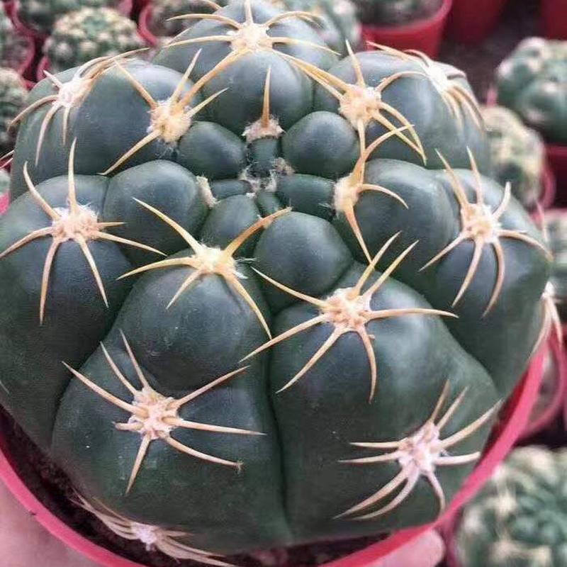 花卉基地直供】居家绿植花卉盆栽仙人球多肉植物【海王