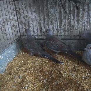 文鸟珍珠鸟雪鸽直发送鸟窝粮食