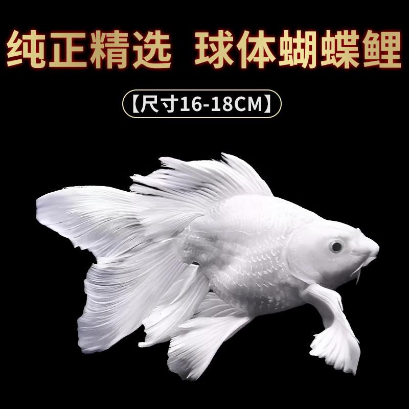 蝴蝶鲤锦鲤大型冷水观赏鱼淡水耐活大尺寸成型纯种短身球体贵妃鱼