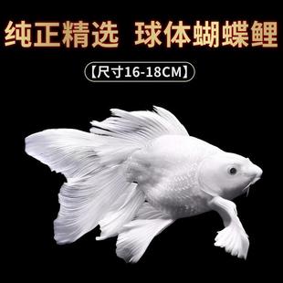 蝴蝶鲤锦鲤大型冷水观赏鱼淡水耐活大尺寸成型纯种短身球体贵妃鱼