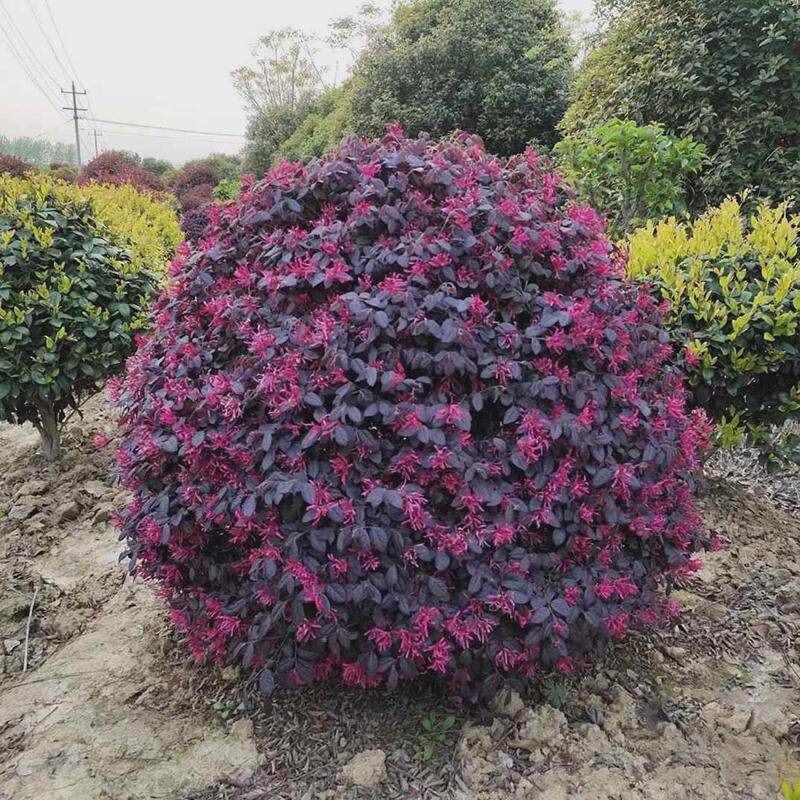 红花继木树苗别墅庭院绿化花境色块大杯苗绿篱红花檵木球红桎木苗