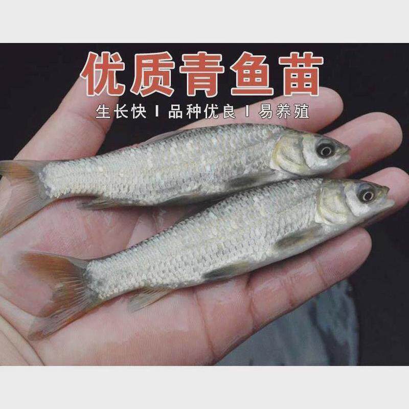螺蛳鱼苗青特大型20公分半斤食用乌黑皖淡水养殖灰草鱼螺丝青鱼苗