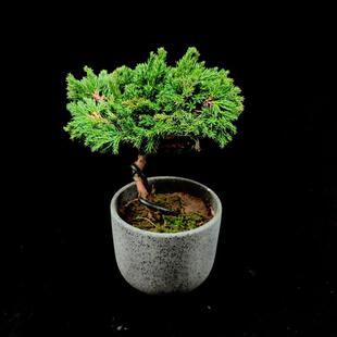 迎客松真树柏地绿植盆栽柏树盆景造型室内办公桌阳台