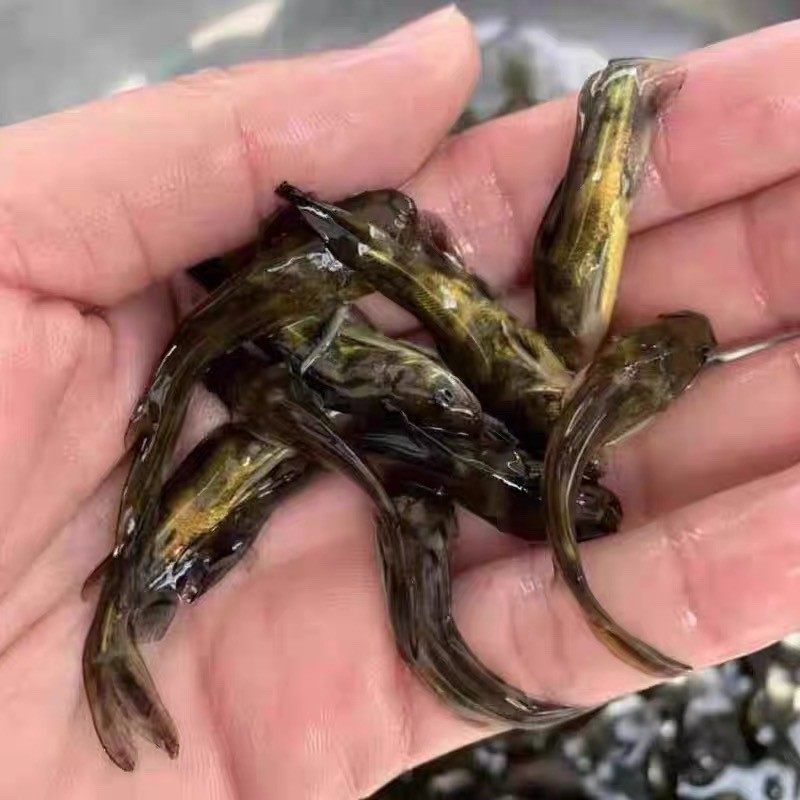 杂交黄骨鱼苗黄颡鱼苗黄辣丁鱼苗黄刺鱼黄鸭叫活鱼苗冷水淡水养殖