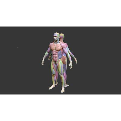 3D人体模型下载/肌肉模型/人体3D模型/建模3d模型/Blender/OBJ