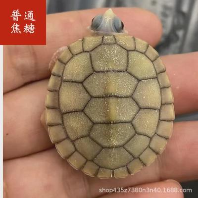 龟巴西龟黑化巴西龟白化巴西龟果冻变异焦糖龟金粉龟变异白化龟