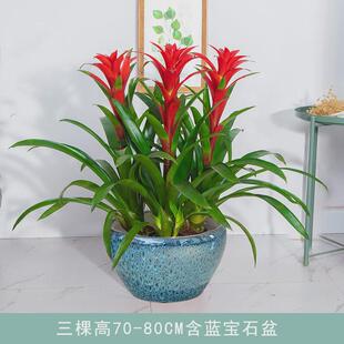 红运当头大盆景寓意花客厅室内大型绿植电视柜旁家养花卉植物真好