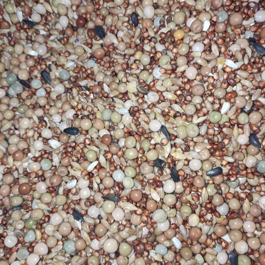 粮鸽子德易鸽粮无玉米幼鸽鸽料良粮信鸽饲料鸟食50斤装包邮,宠物/宠物食品及用品,鸟食,淘宝优惠券,粉丝福利购,淘宝优惠卷