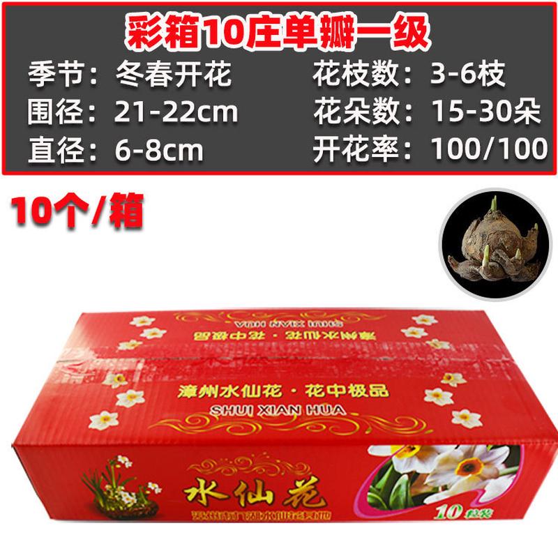 [叶连花]彩盒装水仙花种球单瓣重瓣水培年宵花卉盆栽绿植基地直供