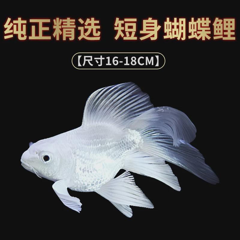蝴蝶鲤锦鲤鱼冷水观赏鱼淡水耐活大尺寸成型纯种短身贵妃球体大型