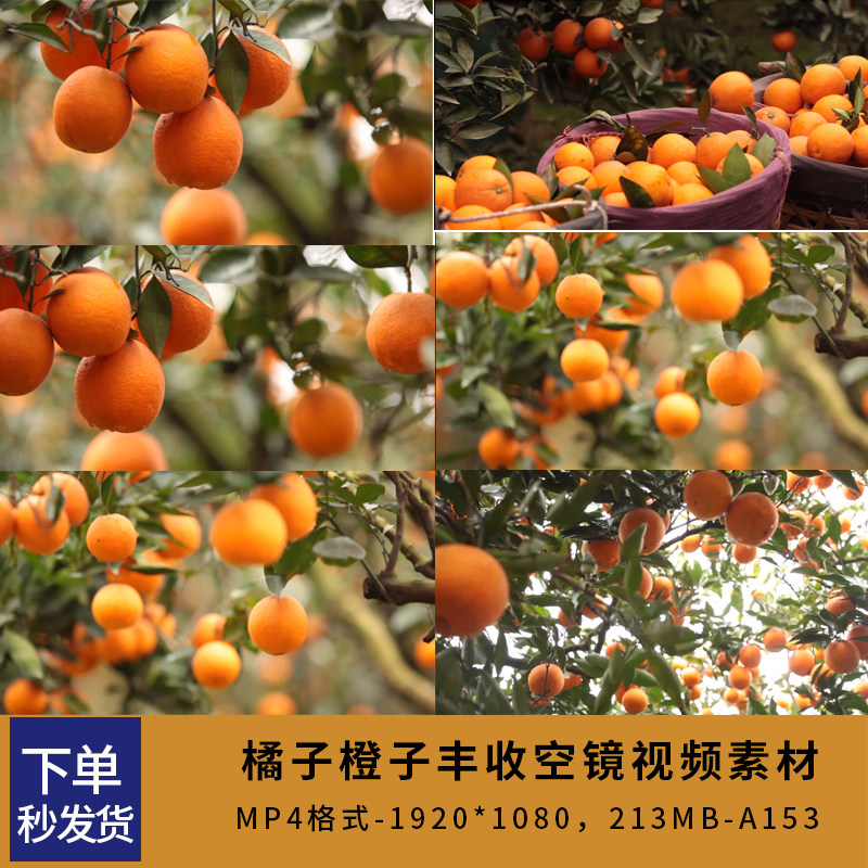 果园橘子橙子丰收视频素材桔子成熟收获季节桔园果农采摘水果空镜,商务/设计服务,设计素材/源文件,淘宝优惠券,粉丝福利购,淘宝优惠卷