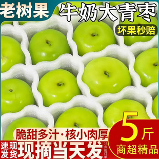 云南版纳牛奶大青枣 新鲜水果甜脆贵妃牛奶蜜枣孕妇水果现摘包邮