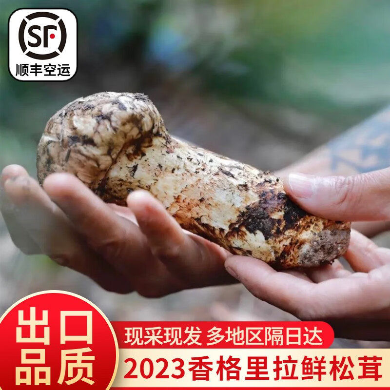 正宗香格里拉野生新鲜松茸