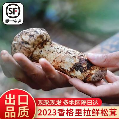 正宗香格里拉野生新鲜松茸