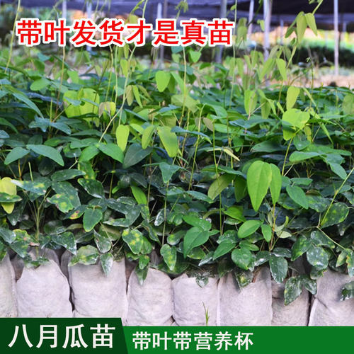 八月瓜果苗8月炸九月瓜树苗 三叶木通果树盆栽带土带叶八月瓜树苗