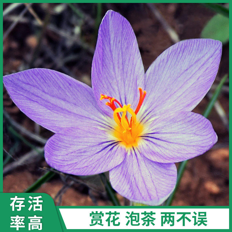 葬红花种球番红花藏红花种球电商易种植耐寒盆栽地栽庭藏红花风