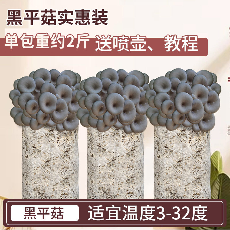 蘑菇种植包 平菇菌种 家庭自己种蘑菇菌包 食用菌菌种 菌菇种植包
