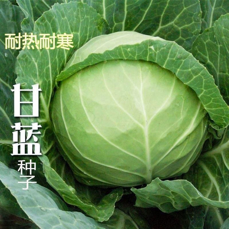 京丰一号绿甘蓝种子紫甘蓝紫包菜绿大包菜种子农家蔬菜种子大全