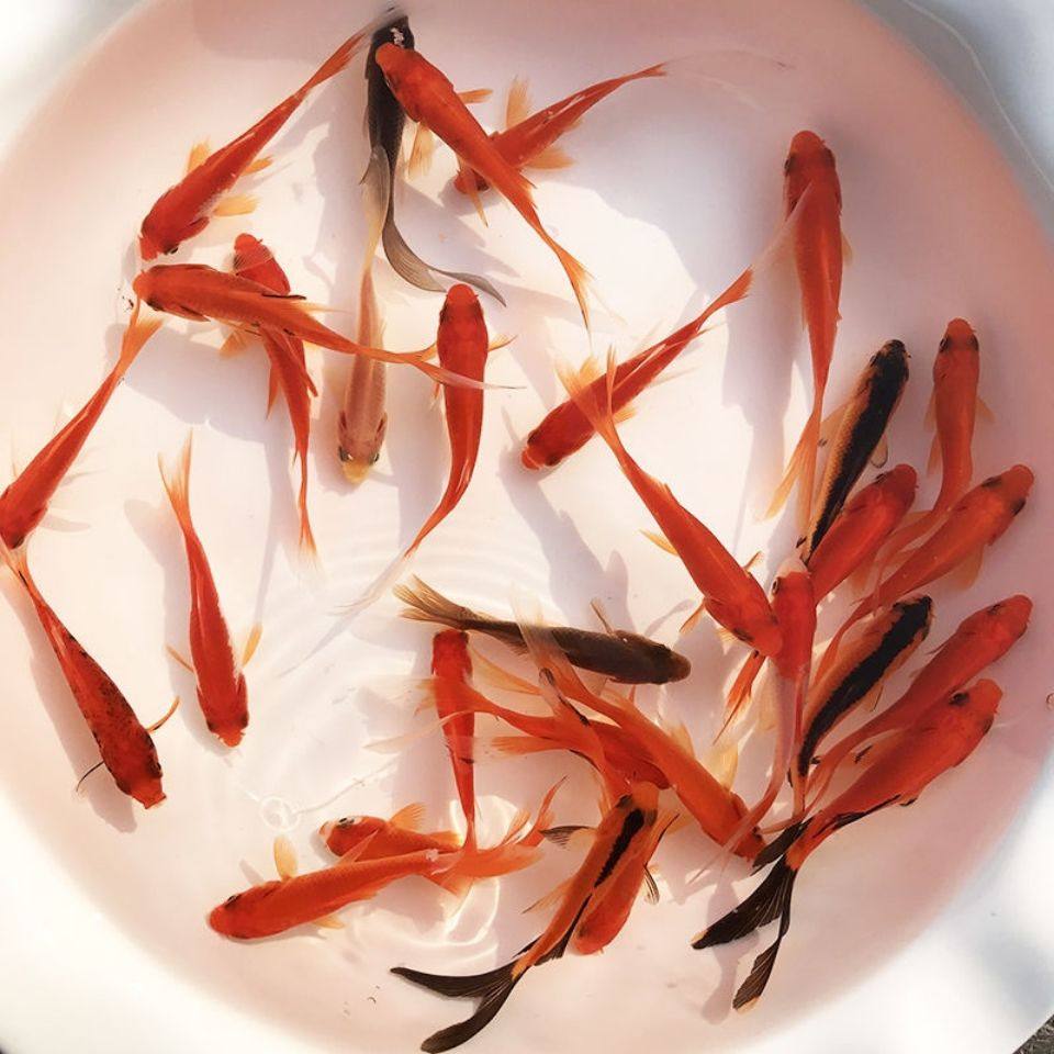 红草金鱼活鱼苗小型观赏鱼苗小鱼小锦鲤鱼活冷水鱼饲料鱼包邮包活,纺织面料/辅料/配套,其他纺织机械,淘宝优惠券,粉丝福利购,淘宝优惠卷