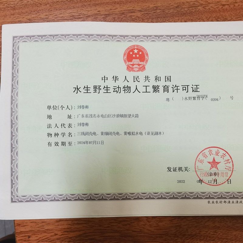 纯种越南石金钱龟苗网红小乌龟活物小青龟宠物龟观赏龟王八戒姐姐,纺织面料/辅料/配套,其他纺织机械,淘宝优惠券,粉丝福利购,淘宝优惠卷