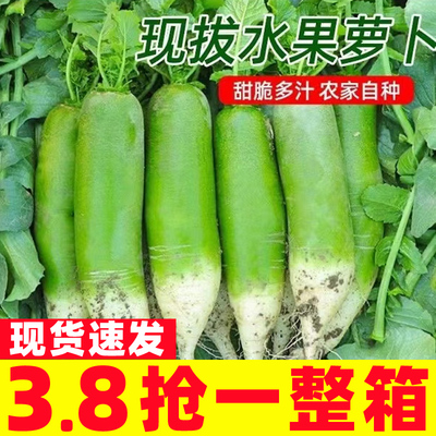 现挖山东沙窝萝卜水果萝卜甜脆