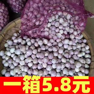 正宗云南紫皮独头蒜5斤2 2.5cm蔬菜独蒜大蒜头紫皮大蒜红皮干蒜
