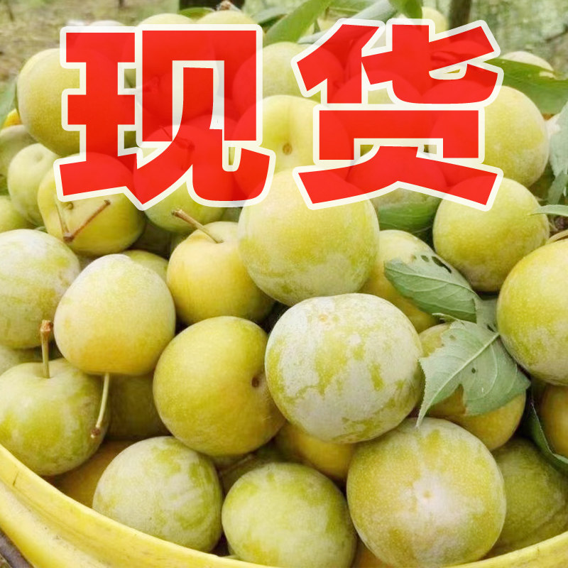 脆红李子新鲜水果当季珍珠