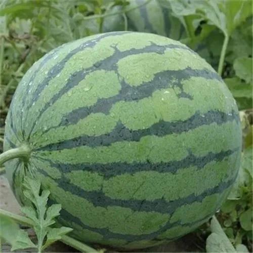 【新品上市】8424麒麟美都西瓜新鲜现摘脆甜多汁有籽麒麟瓜