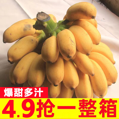 广西苹果蕉新鲜9斤整箱当季
