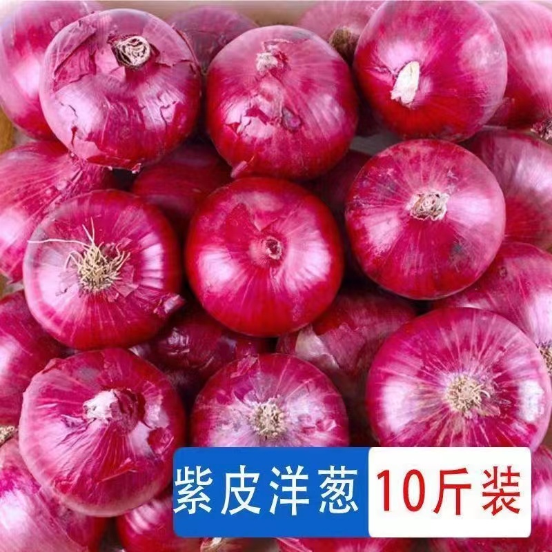 新鲜紫皮大洋葱装新圆葱