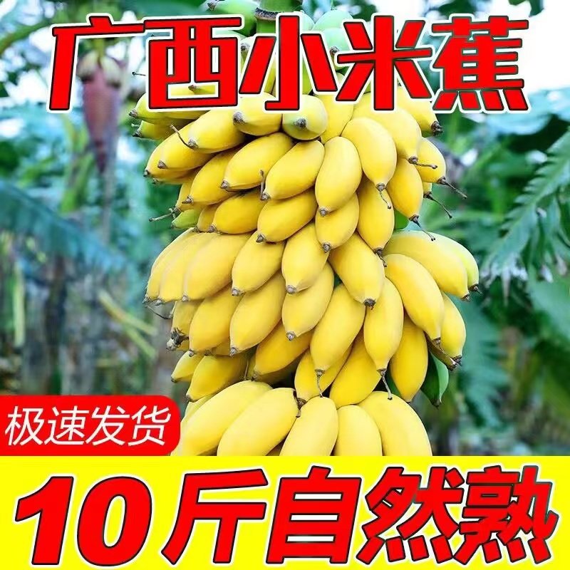 广西小米蕉新鲜水果香蕉