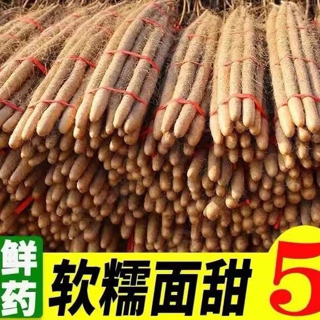 铁棍山药淮山河南焦作温县