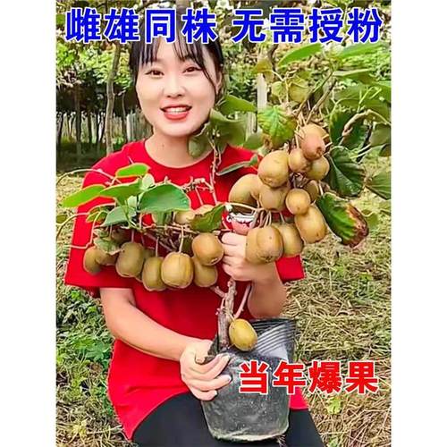 猕猴桃树果苗红心软枣徐香弥猴桃苗公母同株南方北方奇异果猕猴苗