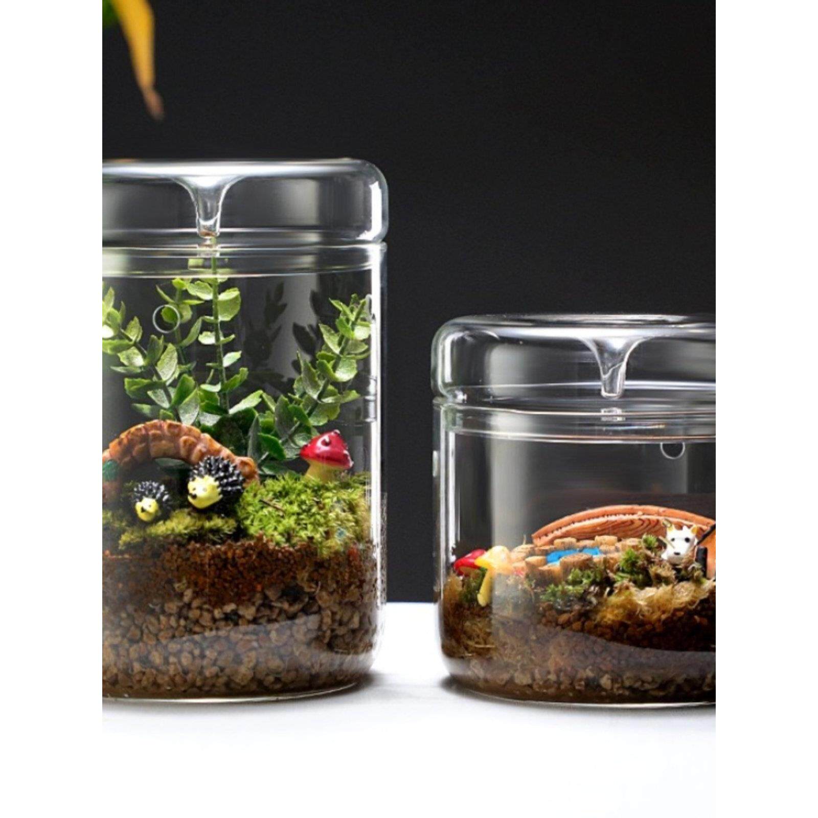 微景观植物苔藓瓶高硼硅玻璃露套杯桌面生态瓶，有孔，无盖