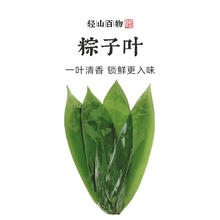 粽叶新鲜粽子叶小号批发商用专用包棕子的叶子芦苇干棕叶广西野生