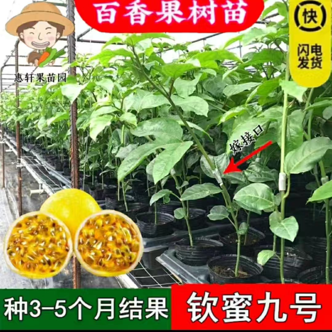 百香果嫁接苗钦蜜9号黄金百香果苗百香果树苗南北方种植当年结果