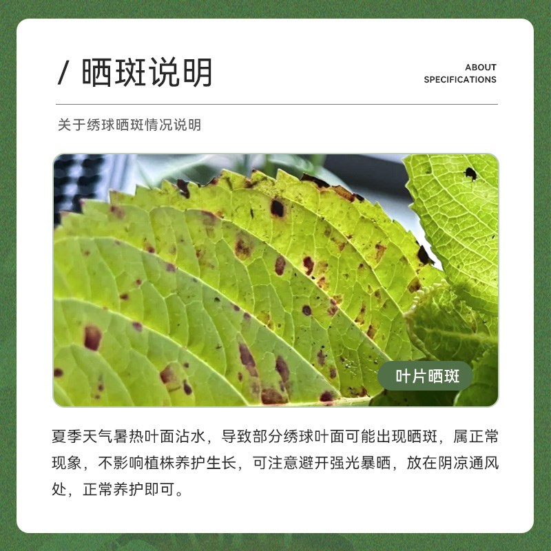 萌木园艺【绣球15cm盆栽】花苗无尽夏大苗花卉植Z物庭院阳台