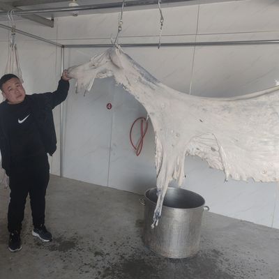 整张驴皮新鲜正宗驴皮