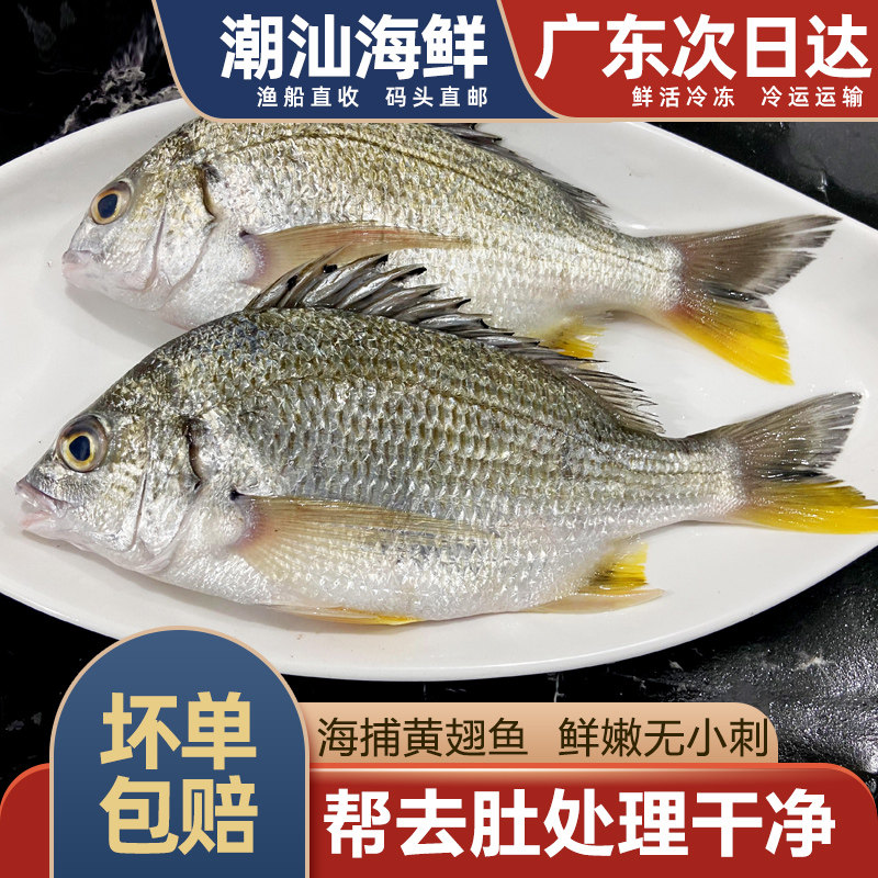 黄翅鱼黄立鱼新鲜海捕潮汕海鲜水产新鲜冷冻黄赤黄鳍鲷黄墙黄脚立