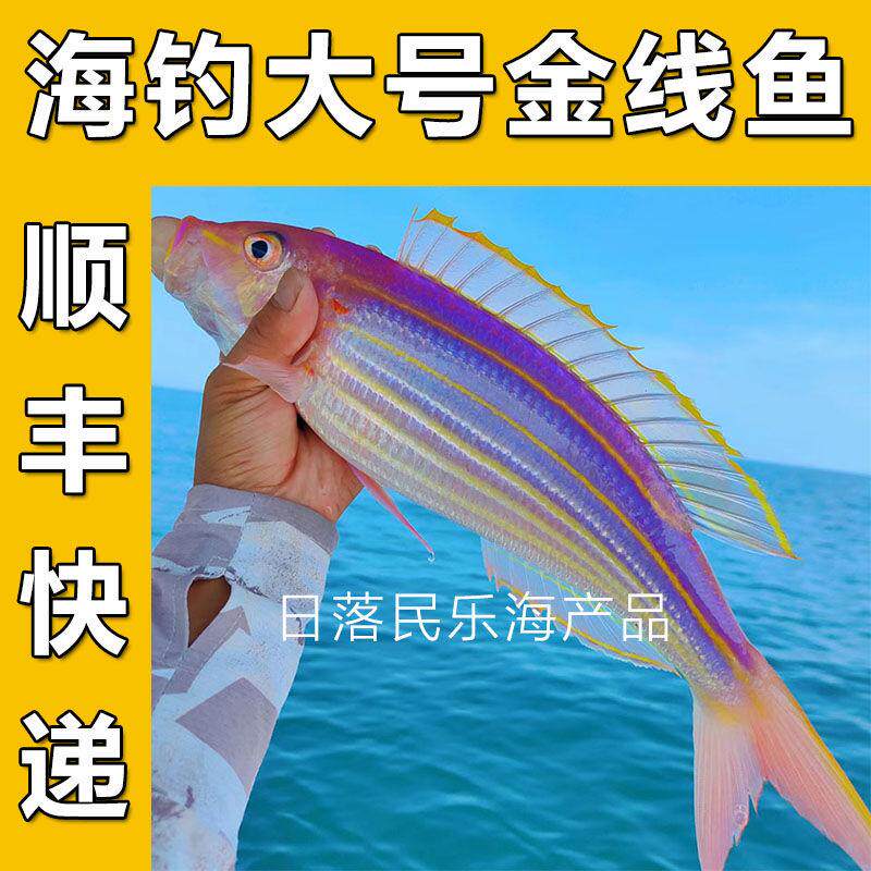 顺丰包邮特大手钓海钓金