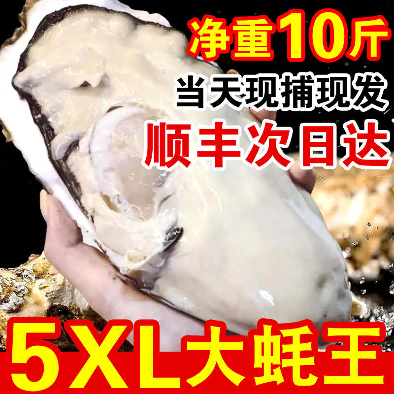 特大蚝王5XL鲜活乳山生新牡蛎