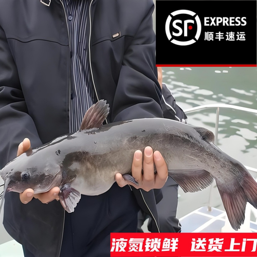 顺丰包邮清江鱼新鲜回鱼纸包鱼烤鱼半成品淡水江团叉尾鮰非巴沙鱼