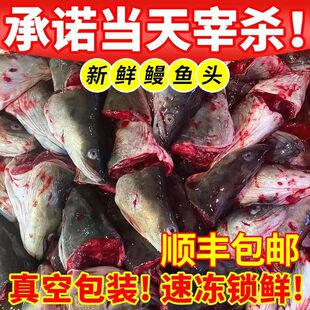 鳗鱼头现杀农家自渔白鳝头新鲜冷冻河鳗头新鲜菜脯潮汕美食小吃