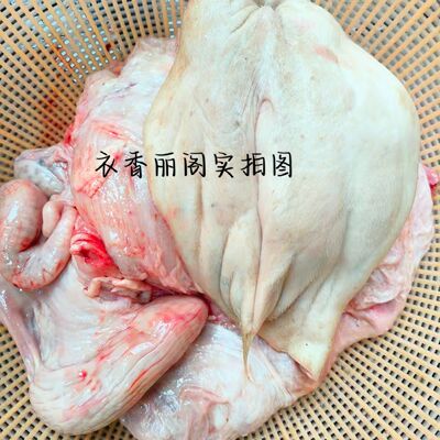 小黄牛现宰牛欢喜母牛生