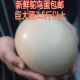 新鲜鸵鸟蛋非洲食用鸵鸟蛋立夏撞蛋大量新鲜批发顺丰 包邮 节日送礼