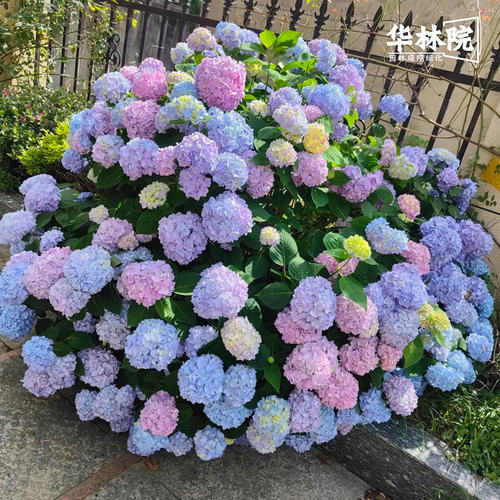 精品绣球花盆栽无尽夏圆锥绣球花苗老桩花卉阳台庭院别墅花园植物